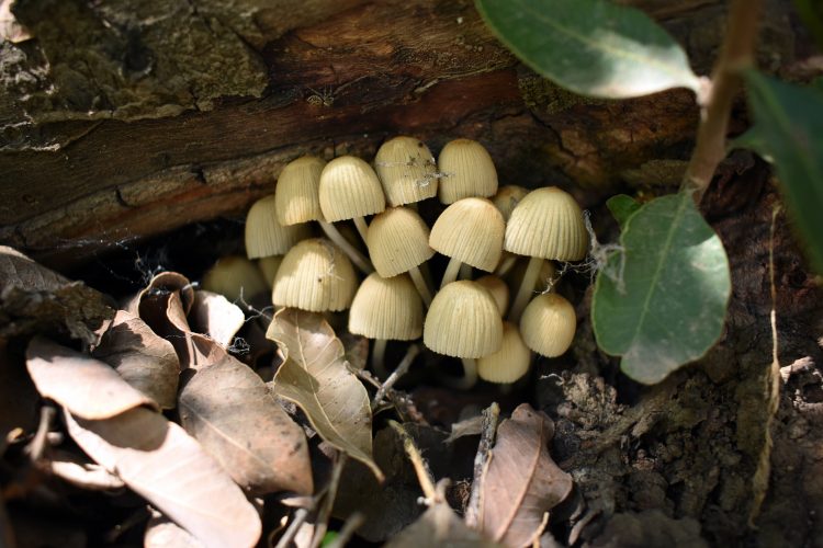 Libro identifica sorprendentes especies de flora y fauna que habitan la precordillera en Santiago