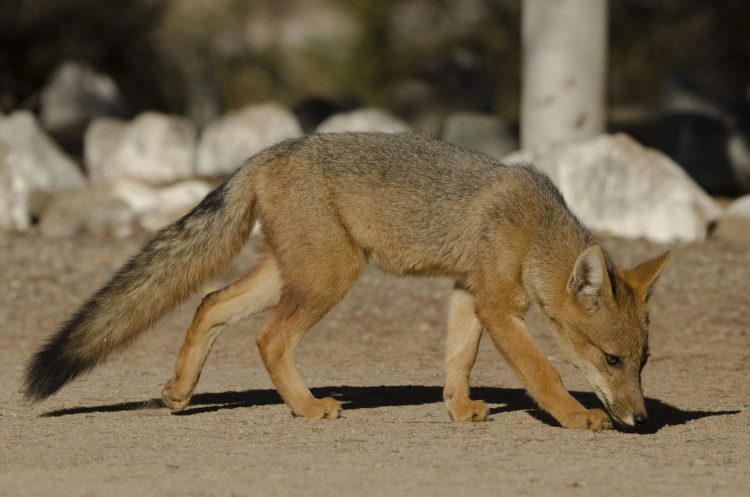 Libro identifica sorprendentes especies de flora y fauna que habitan la precordillera en Santiago