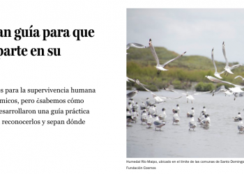 Codex Verde: Científicos apuestan por nueva ley para proteger ecosistemas costeros y disminuir el riesgo de desastre en esas zonas