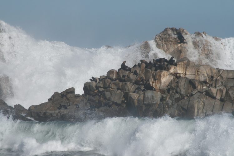 Estudio plantea que marejadas intensas son responsables de varazones masivas de crías de lobos marinos