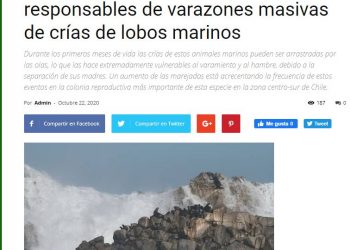 Codex Verde: Marejadas intensas serían las responsables de varazones masivas de crías de lobos marinos.