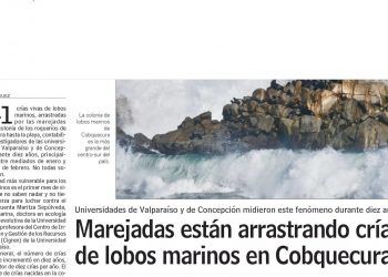 LUN: Marejadas est{an arrastrando crías de lobos marinos en Cobquequra