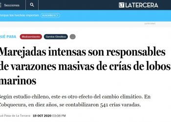 Qué Pasa.cl: Marejadas intensas son responsables de varazones masivas de crías de lobos marinos.