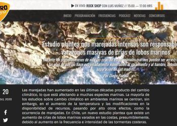 Radio Futuro.cl: Estudio plantea que marejadas intensas son responsables de varazones masivas de crías de lobos marinos.