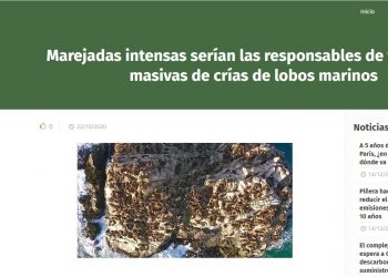 Terram.cl: Marejadas intensas serían las responsables de varazones masivas de crías de lobos marinos.
