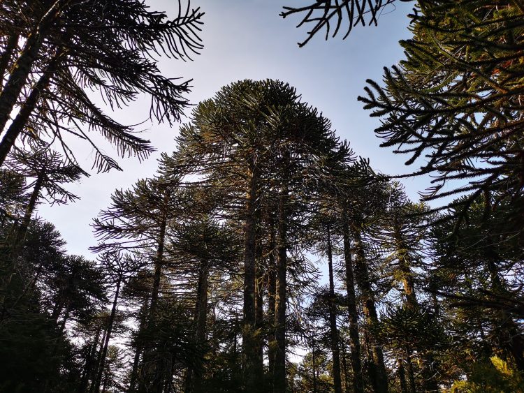 Coloquio abordará el rol de la comunidades Mapuche en la gestión hídrica