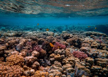 Arrecifes de coral funcionan como barrera natural ante las inundaciones costeras